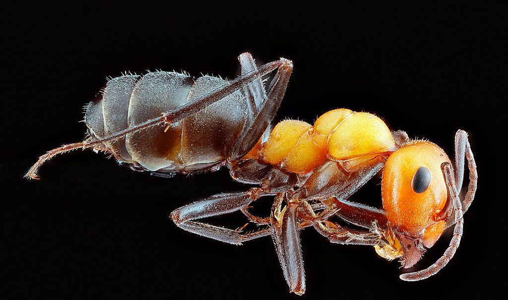 Ant Control service in Escondido, CA
