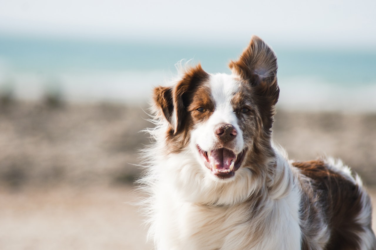 Flea & Tick Control service in Escondido, CA