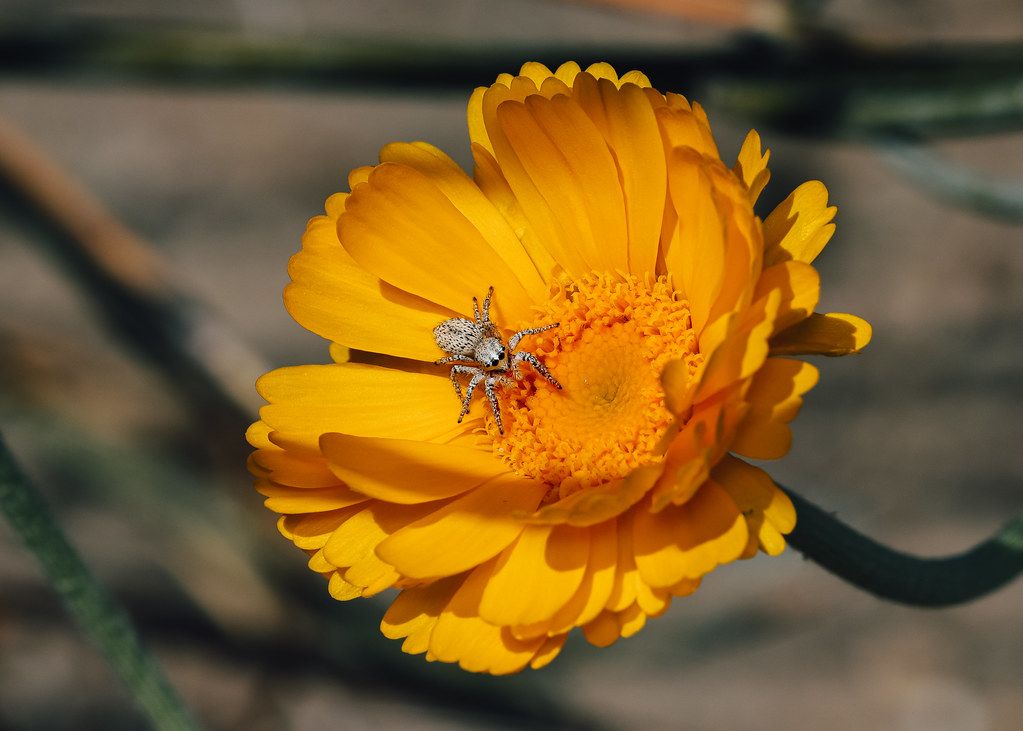 Spider Control service in Escondido, CA